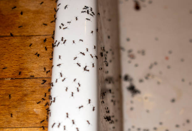 Pest Control Cost in Willoughby, OH