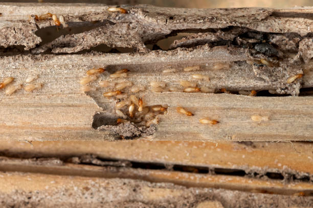 Best Pest Prevention Services  in Willoughby, OH